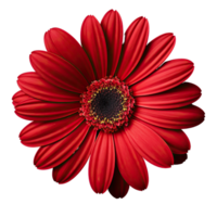 Red cosmos flower isolated on transparent background png