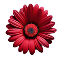 Red cosmos flower isolated on transparent background png