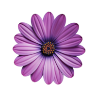 Purple cosmos flower isolated on transparent background png