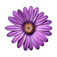 violet cosmos fleur isolé sur transparent Contexte png