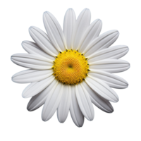 White cosmos flower isolated on transparent background png