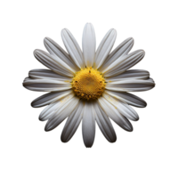 White cosmos flower isolated on transparent background png