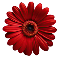 Red cosmos flower isolated on transparent background png