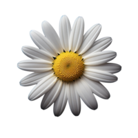 White cosmos flower isolated on transparent background png