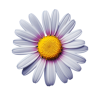 White cosmos flower isolated on transparent background png