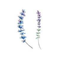 Watercolor wildflowers, delicate botanical illustration vector