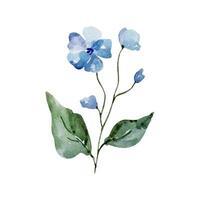 Blue flowers on a branch with leaves, watercolor blossom flowers vector