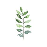 Branch with green leaves watercolor vector