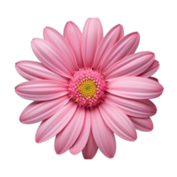 Pink cosmos flower isolated on transparent background png