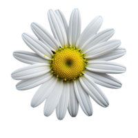 White cosmos flower isolated on transparent background png