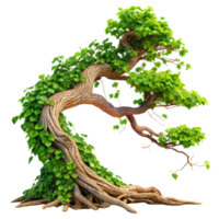 Green gnarled tree branch, isolated on transparent background, Creepy tree with twisted branches png