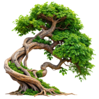 verde nodose albero ramo, isolato su trasparente sfondo, raccapricciante albero con contorto rami png