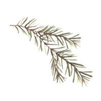 épicéa arbre branches avec aiguilles. brindille de pin ou Noël sapin arbre branche. hiver forêt botanique aquarelle peint illustration pour salutation carte, invitation. isolé clipart Contexte. png