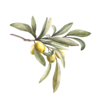 vattenfärg oliv träd gren med grön löv och bär, hand dragen mat illustration. botanisk ClipArt för din design av hälsning kort, märka, klistermärke, blommig skriva ut bakgrund. png