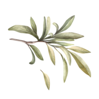 Oliva filial, infrutífero com verde folhas aguarela botânico floral clipart, mão desenhado folha ilustração para Comida óleo rótulo Projeto imprimir, cumprimento cartão, na moda convite fundo. png