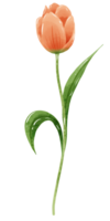 handgemalt Illustration Aquarell Orange Tulpe mit Grün Blätter Frühling Blumen- Clip Art Gruß Karte Braut- Dusche Hochzeit Einladung botanisch Gemälde png