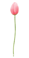 handgemalt Illustration Aquarell Rosa Tulpe mit Grün Blätter Frühling Blumen- Clip Art Gruß Karte Braut- Dusche Hochzeit Einladung botanisch Gemälde png