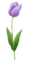 hand getekend illustratie waterverf Purper tulp met groen bladeren voorjaar bloemen clip art groet kaart bruids douche bruiloft uitnodiging botanisch schilderij png