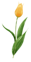 desenhado à mão ilustração aguarela amarelo tulipa com verde folhas Primavera floral clipart cumprimento cartão nupcial chuveiro Casamento convite botânico pintura png