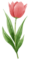 desenhado à mão ilustração aguarela vermelho tulipa com verde folhas Primavera floral clipart cumprimento cartão nupcial chuveiro Casamento convite botânico pintura png