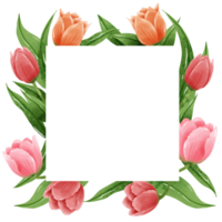 dibujado a mano ilustración acuarela vistoso tulipanes marcos coronas arreglo primavera floral clipart saludo tarjeta nupcial ducha Boda invitación botánico pintura png
