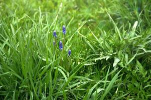 Spring Flowers of Muscari armeniacum among green grass in a spring garden in sunlight photo