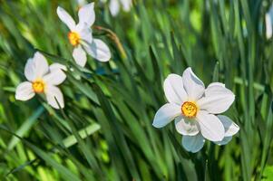 Beautiful white daffodils in the garden. Spring Flowers. photo