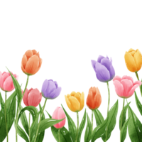 desenhado à mão ilustração aguarela colorida tulipas quadros coroas arranjo Primavera floral clipart cumprimento cartão nupcial chuveiro Casamento convite botânico pintura png