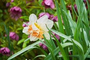 Beautiful white daffodils in the garden. Spring Flowers. photo