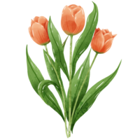 desenhado à mão ilustração aguarela colorida tulipas buquês arranjo Primavera floral clipart cumprimento cartão nupcial chuveiro Casamento convite botânico pintura png