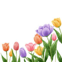 desenhado à mão ilustração aguarela colorida tulipas quadros coroas arranjo Primavera floral clipart cumprimento cartão nupcial chuveiro Casamento convite botânico pintura png