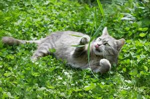 Cute gray cat plays with grass in green clover close-up photo