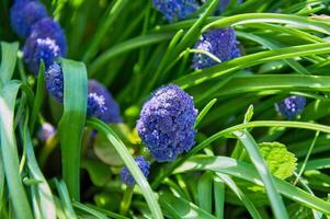 primavera flores de muscari armeniacum entre verde césped en un primavera jardín en luz de sol foto