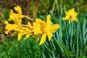 Yellow daffodils in the garden. Springtime flowers. photo