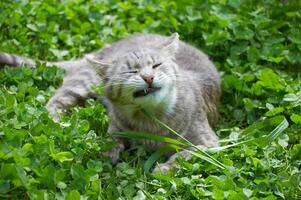 Cute gray cat eats, gnaws grass in green clover close-up photo