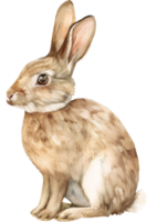 Hase Sitzung Aquarell png