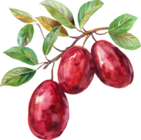 jujube klistra vattenfärg png