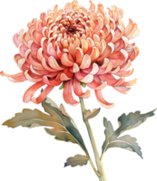 milieu de l'automne festival, chrysanthème png