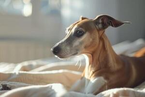 Whippet dog lies on a fluffy light carpet in a bright room photo