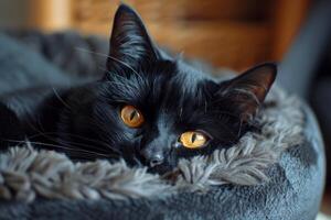 A black cat with orange eyes on a black bed in a cozy room looks at the camera. photo