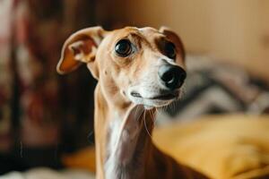 Whippet dog lies on a fluffy light carpet in a bright room photo