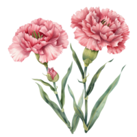 Cute Two carnations flowers on Mother Day png