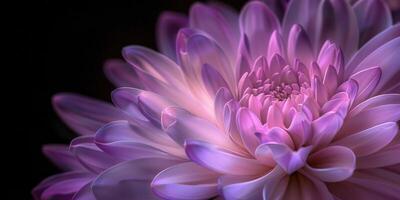 pink and purple chrysanthemum closeup flower, ai photo