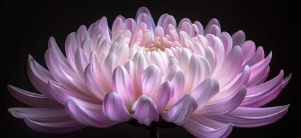 pink and purple chrysanthemum closeup flower, ai photo