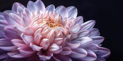 pink and purple chrysanthemum closeup flower, ai photo