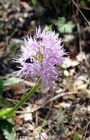 Naked man orchid Orchis italica photo