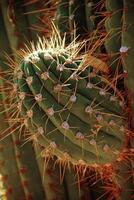Detail, sharp, spiny cactus needles in late afternoon light photo