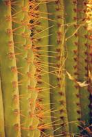 Detail, sharp, spiny cactus needles in late afternoon light photo