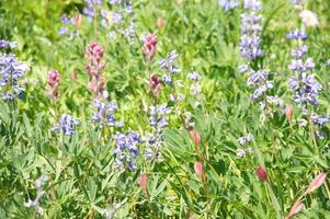 Meadows of wildflowers photo