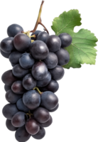 Dark blue grape with leaves isolated png